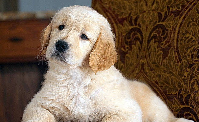 Sushi a rejoint le concours — aidez-le/la à gagner de superbes lots ! ancient_dog_breeds, canidae, carnivore, companion_dog, dog, dog_breed, fawn, fur, gun_dog, head, puppy, snout, sporting_group, terrestrial_animal, whiskers