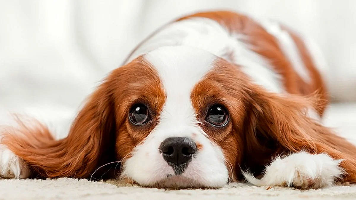 Sasha a rejoint le concours — aidez-le/la à gagner de superbes lots ! bored, canidae, carnivore, cavalier_king_charles_spaniel, companion_dog, dog, dog_breed, dog_supply, fawn, fur, king_charles_spaniel, liver, mammal, snout, sporting_group, terrestrial_animal, toy_dog, vertebrate, whiskers, working_animal