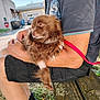animal, arms, bench, brown_dog, casual_clothing, closeup, daylight, dog, furry, grass, leash, nature, outdoor, person, pet, relaxed, resting, shorts, sunlight, tshirt