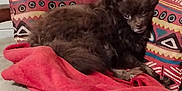 Nesquick participe au concours pour gagner de l'argent avec cette photo : animal, blanket, brown, canine, comfort, couch, cozy, dog, domestic, fur, furniture, home, indoor, looking, pet, pillow, relaxing, resting, small_dog, soft