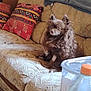 blanket, brown, container, couch, cozy, curious, dog, domestic_animal, fluffy, furniture, home, indoor, living_room, patterned, pet, pillow, relaxed, sitting, soft_texture, wood