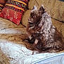 animal, beige, brown_dog, companion, couch, cozy, curly_fur, dog, domestic, fluffy, furniture, indoor, living_room, looking_away, patterned_pillow, pet, pillow, relaxed, side_view, sofa