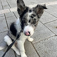 Max a rejoint le concours — aidez-le/la à gagner de superbes lots ! puppy, dog, black_and_white, outdoor, leash, pavement, curious, ears, sitting, young_dog, nose, pet, animal, closeup, cute, adorable, spot, fur, companion, domestic_animal