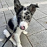 adorable, animal, black_and_white, closeup, companion, curious, cute, dog, domestic_animal, ears, fur, leash, nose, outdoor, pavement, pet, puppy, sitting, spot, young_dog