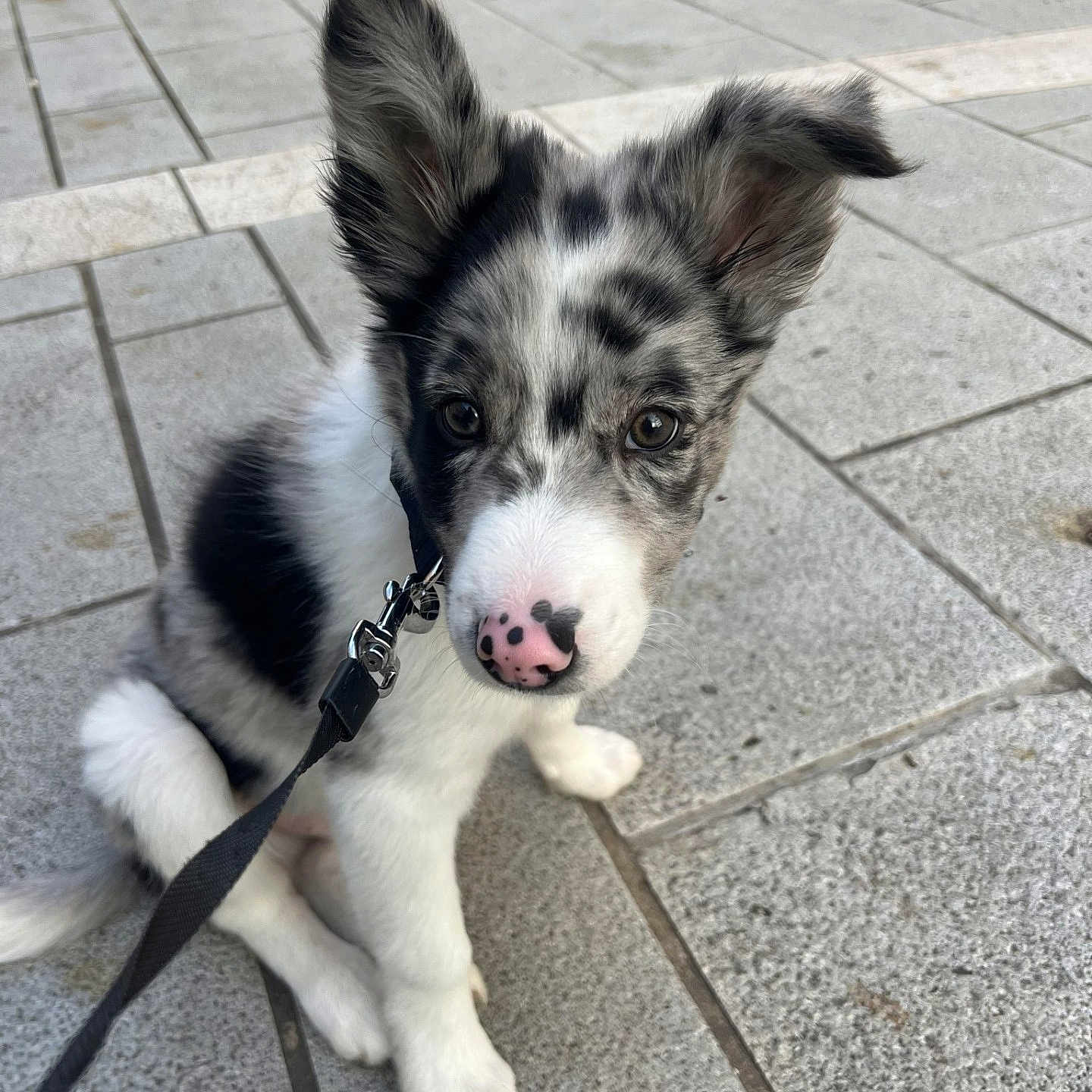 Max a rejoint le concours — aidez-le/la à gagner de superbes lots ! puppy, dog, black_and_white, outdoor, leash, pavement, curious, ears, sitting, young_dog, nose, pet, animal, closeup, cute, adorable, spot, fur, companion, domestic_animal