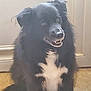 dog, black_dog, white_chest_patch, indoor, pet, smiling_dog, fluffy, fur, canine, sitting, animal, domestic_animal, friendly, companion, house_pet, cute, portrait, looking_away, adorable, furry