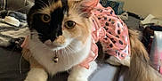Layla May is registered to the contest to win money with this photo: animal, bed, calico, cat, collar, curious, cute, domestic, feline, furniture, indoor, marvel, pet, pink_dress, poster, relaxed, room, ruffles, tail, whiskers
