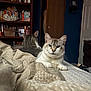 Salt joined the competition — help win amazing prizes! cat, bed, blanket, indoor, furniture, shelf, book, door, animal, pet, cozy, resting, fur, whiskers, ears, domestic_animal, cute, relaxing, room, soft