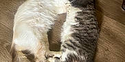 Salt joined the competition — help win amazing prizes! cat, cats, cuddling, sleeping, floor, wooden_floor, pet, animal, feline, fur, tail, paws, domestic_animal, cozy, resting, two_animals, indoor, cute, companionship, relaxing