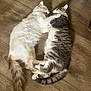 cat, cats, cuddling, sleeping, floor, wooden_floor, pet, animal, feline, fur, tail, paws, domestic_animal, cozy, resting, two_animals, indoor, cute, companionship, relaxing