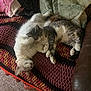 Salt joined the competition — help win amazing prizes! cat, cats, sleeping, cozy, blanket, crocheted_blanket, couch, furniture, indoor, pet, fur, tabby_cat, white_cat, relaxation, nap, home, comfort, animal, resting, cute