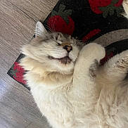 Salt is registered to the contest to win money with this photo: cat, fluffy, sleeping, relaxed, floor, rug, strawberry_pattern, white_fur, tabby, pet, indoor, cute, whiskers, paw, closeup, animal, fur, mammal, resting, cozy