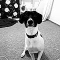 Mutt J.