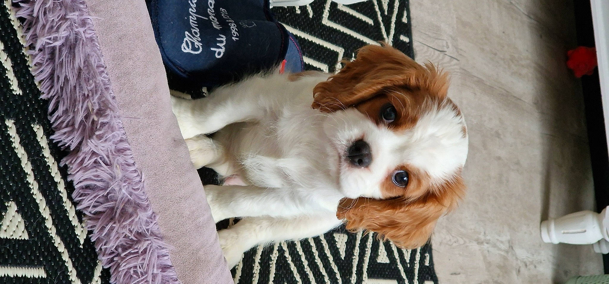 Nicola a rejoint le concours — aidez-le/la à gagner de superbes lots ! canidae, carnivore, collar, companion_dog, dog, dog_breed, dog_collar, dog_supply, fawn, fur, liver, paw, pet_supply, snout, sporting_group, tail, toy_dog, volpino_italiano, whiskers, working_animal