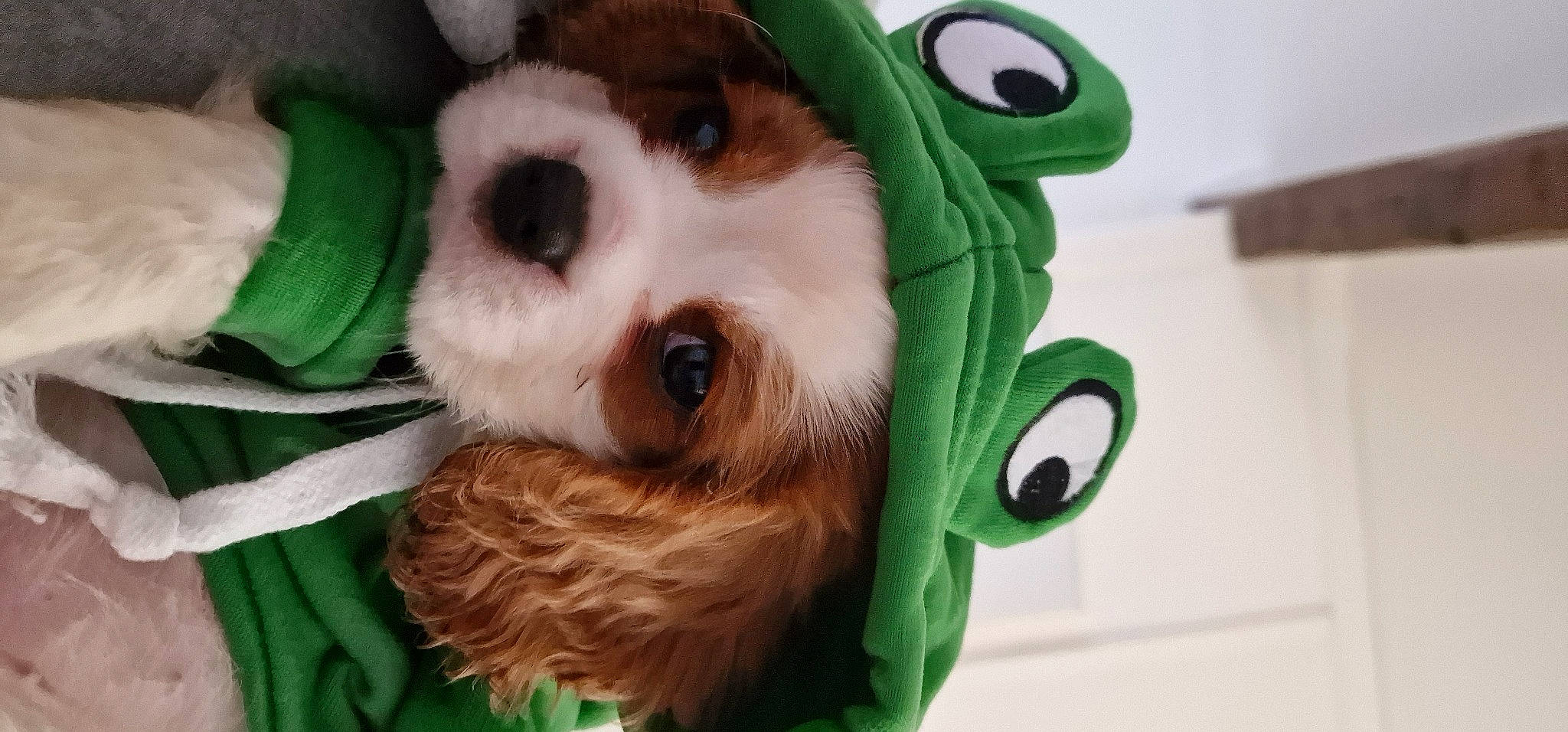 Nicola participe au concours pour gagner de l'argent avec cette photo : canidae, carnivore, companion_dog, dog, dog_breed, dog_supply, fawn, fun, fur, green, mammal, personal_protective_equipment, plush, snout, sporting_group, stuffed_toy, toy, toy_dog, whiskers, working_animal