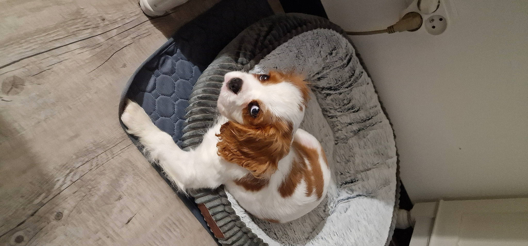 Nicola a rejoint le concours — aidez-le/la à gagner de superbes lots ! automotive_tire, carnivore, companion_dog, dog, dog_breed, door, fang, fawn, felidae, fur, goggles, personal_protective_equipment, small_to_medium_sized_cats, tail, terrestrial_animal, toy, toy_dog, whiskers, wood, working_animal