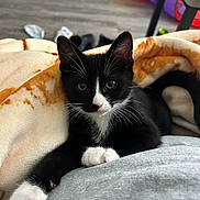Mushu is registered to the contest to win money with this photo: kitten, black_and_white, cat, pet, animal, indoor, blanket, paws, fur, whiskers, cute, relaxed, toy, colorful, floor, table, cozy, playful, young, domestic
