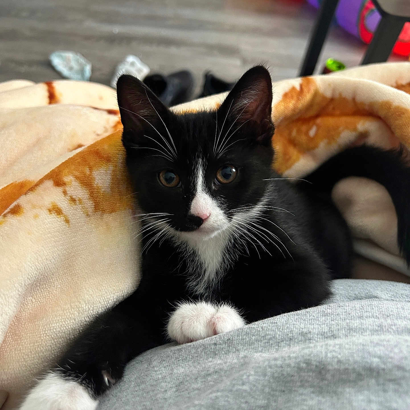 Mushu