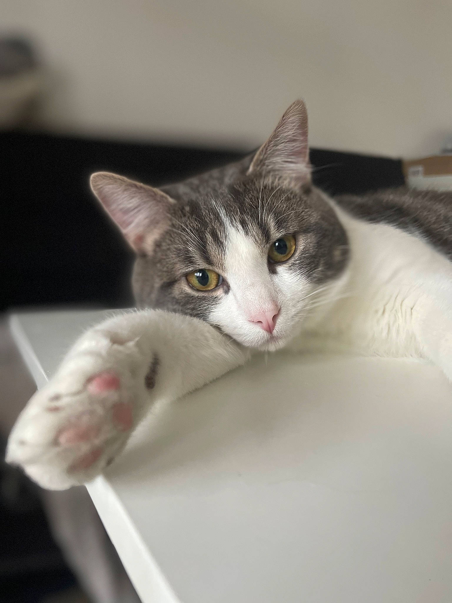 Aïko a rejoint le concours — aidez-le/la à gagner de superbes lots ! box, carnivore, cat, comfort, curious, domestic_short_haired_cat, ear, eye, felidae, fur, iris, paw, small_to_medium_sized_cats, snout, tail, whiskers