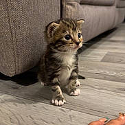 Tabby joined the competition — help win amazing prizes! animal, cat, couch, cute, domestic, floor, foot, furniture, indoor, kitten, looking, paw, pet, side_view, small, tabby, tattoo, texture, wood, young
