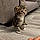 Tabby