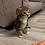animal, cat, couch, cute, domestic, floor, foot, furniture, indoor, kitten, looking, paw, pet, side_view, small, tabby, tattoo, texture, wood, young