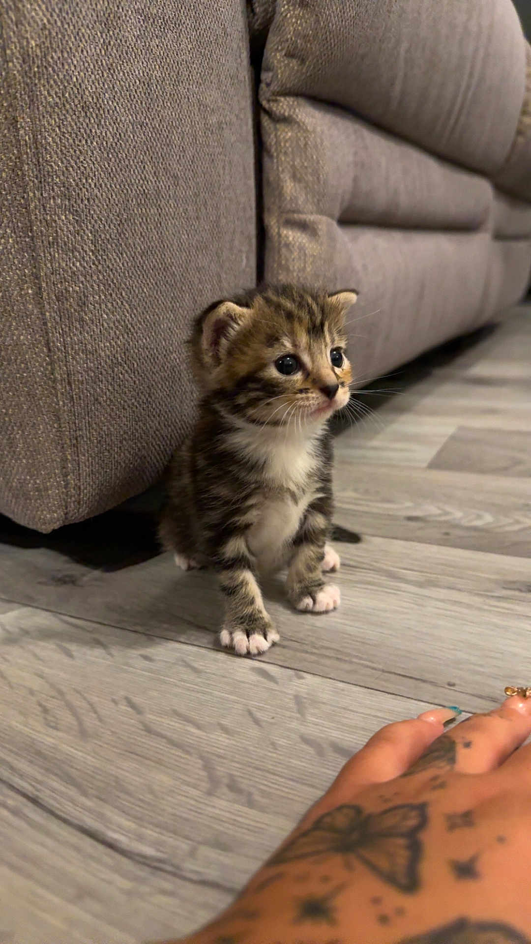 Tabby