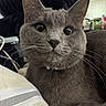 cat, gray_cat, pet, indoor, close_up, whiskers, fur, yellow_eyes, curious, animal, mammal, domestic_cat, face, portrait, looking_at_camera, collar, cozy, soft_lighting, furniture, household