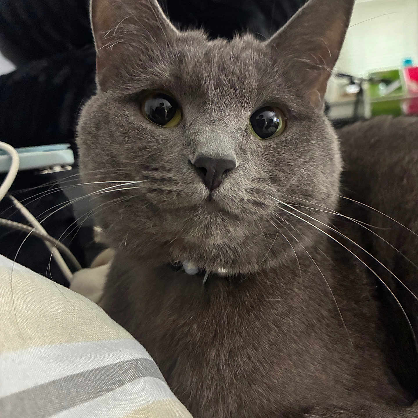 Dusty Bernadette joined the competition — help win amazing prizes! cat, gray_cat, pet, indoor, close_up, whiskers, fur, yellow_eyes, curious, animal, mammal, domestic_cat, face, portrait, looking_at_camera, collar, cozy, soft_lighting, furniture, household