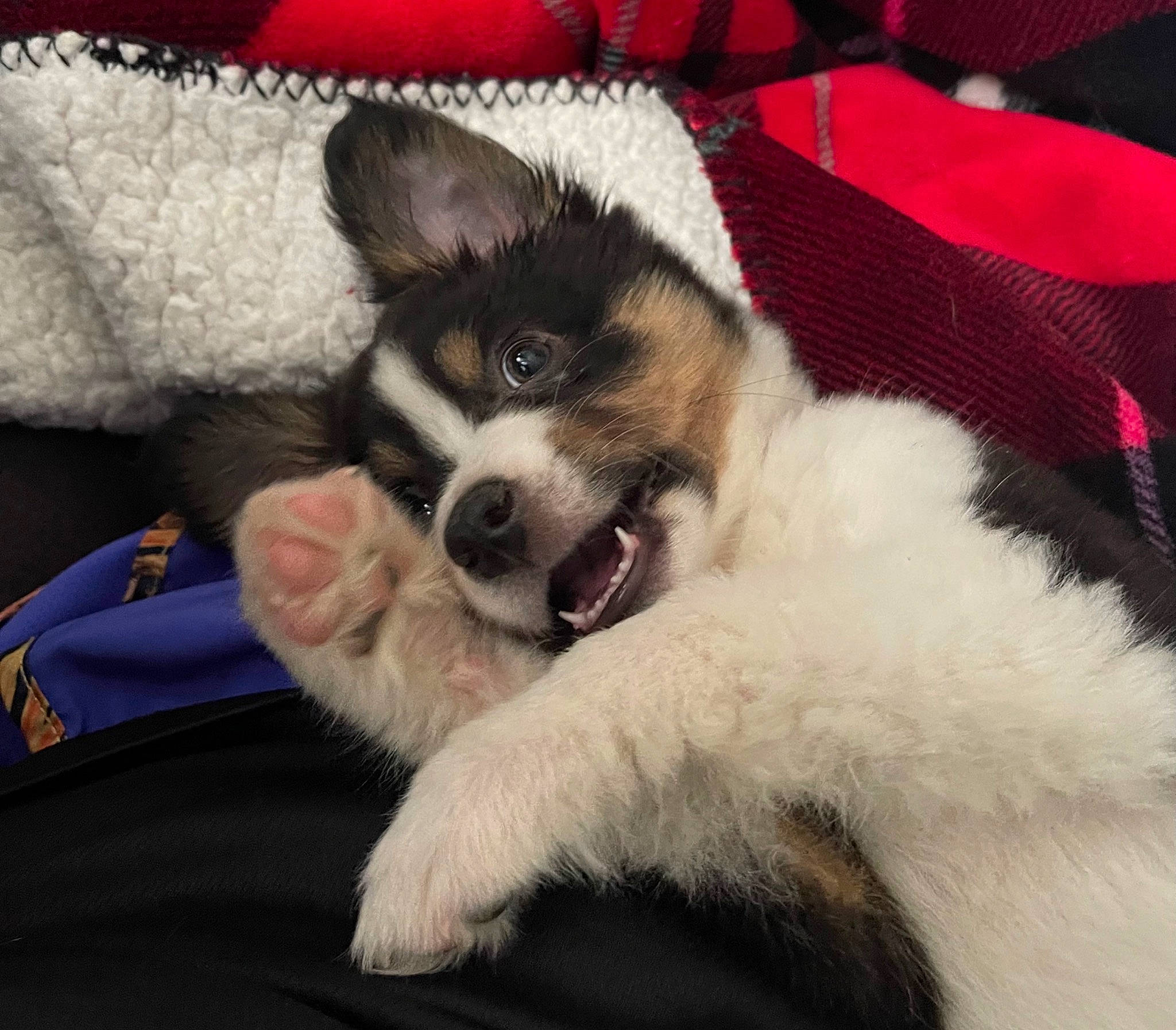 Stella is registered to the contest to win money with this photo: bored, canidae, carnivore, claw, comfort, companion_dog, couch, dog, dog_breed, fawn, fur, pattern, paw, puppy, snout, sporting_group, terrestrial_animal, toy_dog, whiskers, working_animal