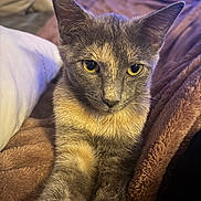 Indy is registered to the contest to win money with this photo: animal, blanket, cat, close_up, cozy, cute, ears, feline, fur, gray_fur, indoor, pet, pillow, portrait, relaxed, resting, soft_texture, tan_fur, whiskers, yellow_eyes