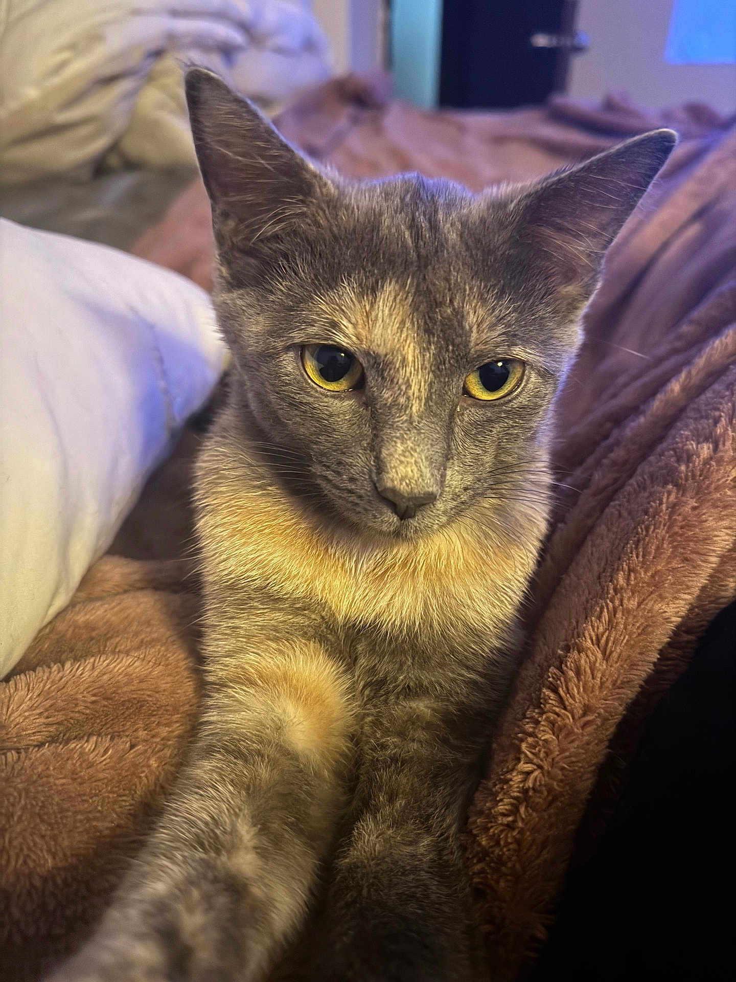 Indy