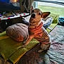 bed, blanket, blinds, carpet, chihuahua, cozy, curtain, dog, dog_bed, dog_clothing, dvd_case, home_interior, indoor, large_ears, looking_at_camera, pet, pillow, sitting, television, window
