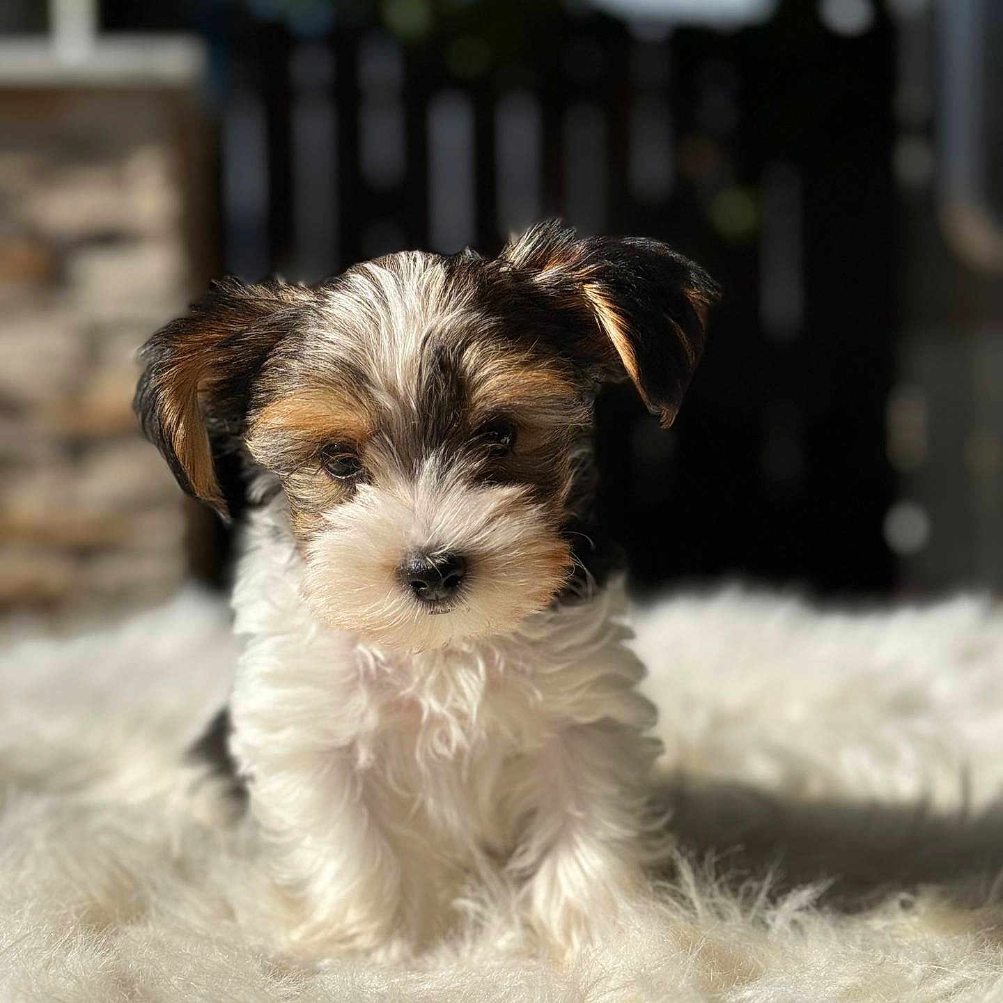 Yoshi joined the competition — help win amazing prizes! animal, ball, canine, cat, cockerspaniel, dog, dogbed, football, kitten, papillon, pet, poodle, puppy, soccer, soccerball, sport, terrier, whitedog