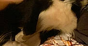 Ringo joined the competition — help win amazing prizes! dog, black_and_white, resting, blanket, person, lap, cozy, indoor, fur, animal, pet, sleeping, comfort, warm, relaxed, closeup, canine, domestic_animal, furry, snuggle