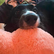 Ringo joined the competition — help win amazing prizes! dog, black_dog, blanket, pink_blanket, close_up, resting, cozy, indoor, pet, fur, snout, sleepy, soft_texture, colorful_blanket, comfort, animal, cute, relaxed, home, furry