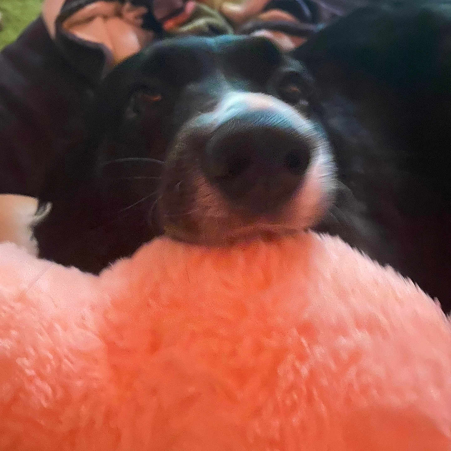 Ringo