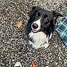 Ringo joined the competition — help win amazing prizes! dog, black_and_white, border_collie, gravel, toy, orange_toy, plaid_blanket, shoes, sneakers, looking_up, pet, outdoor, animal, fur, ears, eyes, mouth, white_markings, happy, sitting