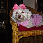 Precious joined the competition — help win amazing prizes! animal, cozy, cute, dog, domestic, ears, face, fluffy, fur, furniture, indoor, looking, nose, pet, pink_bow, pink_dress, red_cushion, resting, white_dog, wicker_chair