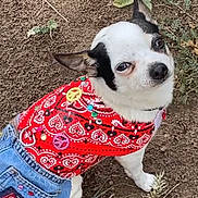 Lala is registered to the contest to win money with this photo: animal, black, casual, chihuahua, clothing, curious, cute, denim_skirt, dirt, dog, grass, looking_up, outdoor, pet, plants, red, shirt, sitting, small_dog, white