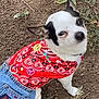 animal, black, casual, chihuahua, clothing, curious, cute, denim_skirt, dirt, dog, grass, looking_up, outdoor, pet, plants, red, shirt, sitting, small_dog, white