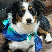 Cady joined the competition — help win amazing prizes! dog, tricolor, bandana, tie_dye, pet, indoor, floor, wooden_floor, canine, fur, ears, eyes, nose, paws, lying_down, looking_at_camera, kitchen, cabinet, cozy, home