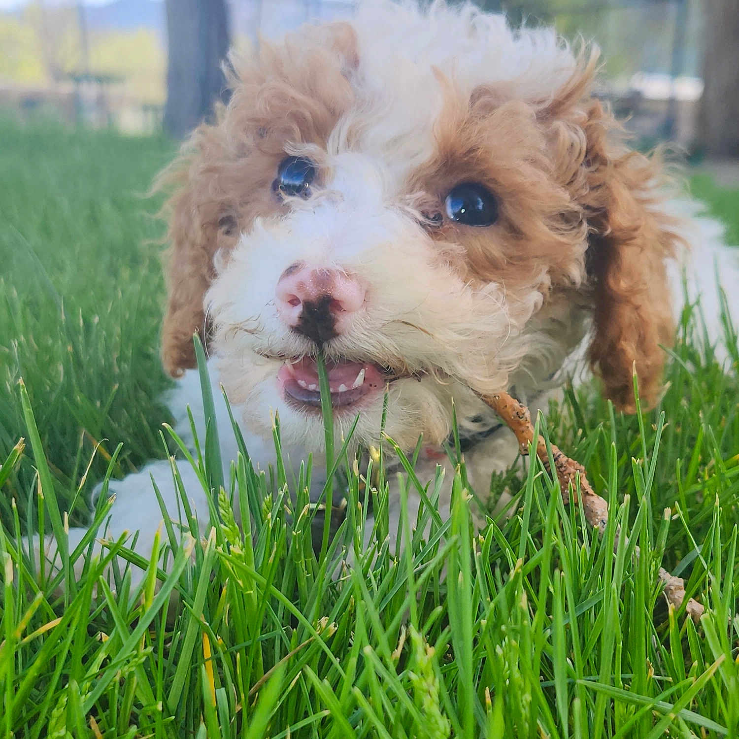 Gracie joined the competition — help win amazing prizes! adorable, animal, chewing, closeup, curly_hair, cute, dog, eyes, fur, grass, green, lying_down, nature, outdoor, pet, playful, puppy, snout, stick, young