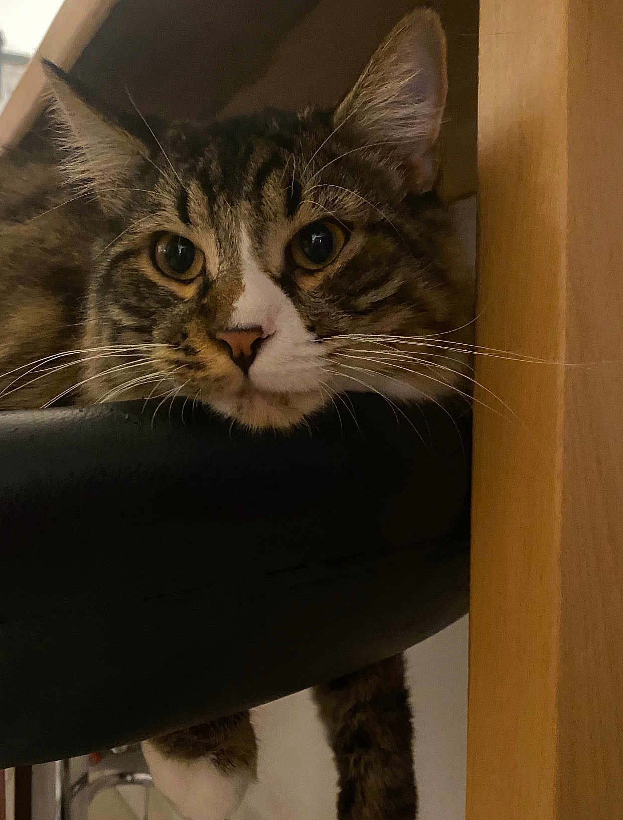 Moon a rejoint le concours — aidez-le/la à gagner de superbes lots ! cat, tabby_cat, resting, chair, black_leather, wood, furniture, whiskers, close_up, indoor, pet, animal, relaxed, curious, face, paw, brown, white, striped, domestic_cat