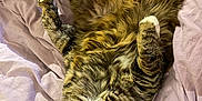 Moon a rejoint le concours — aidez-le/la à gagner de superbes lots ! cat, tabby, fluffy, fur, whiskers, pink_blanket, pet, domestic_animal, sleeping_position, relaxed, indoor, cute, paw, feline, animal, face, lying_down, curious, resting, cozy
