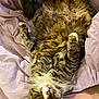cat, tabby, fluffy, fur, whiskers, pink_blanket, pet, domestic_animal, sleeping_position, relaxed, indoor, cute, paw, feline, animal, face, lying_down, curious, resting, cozy