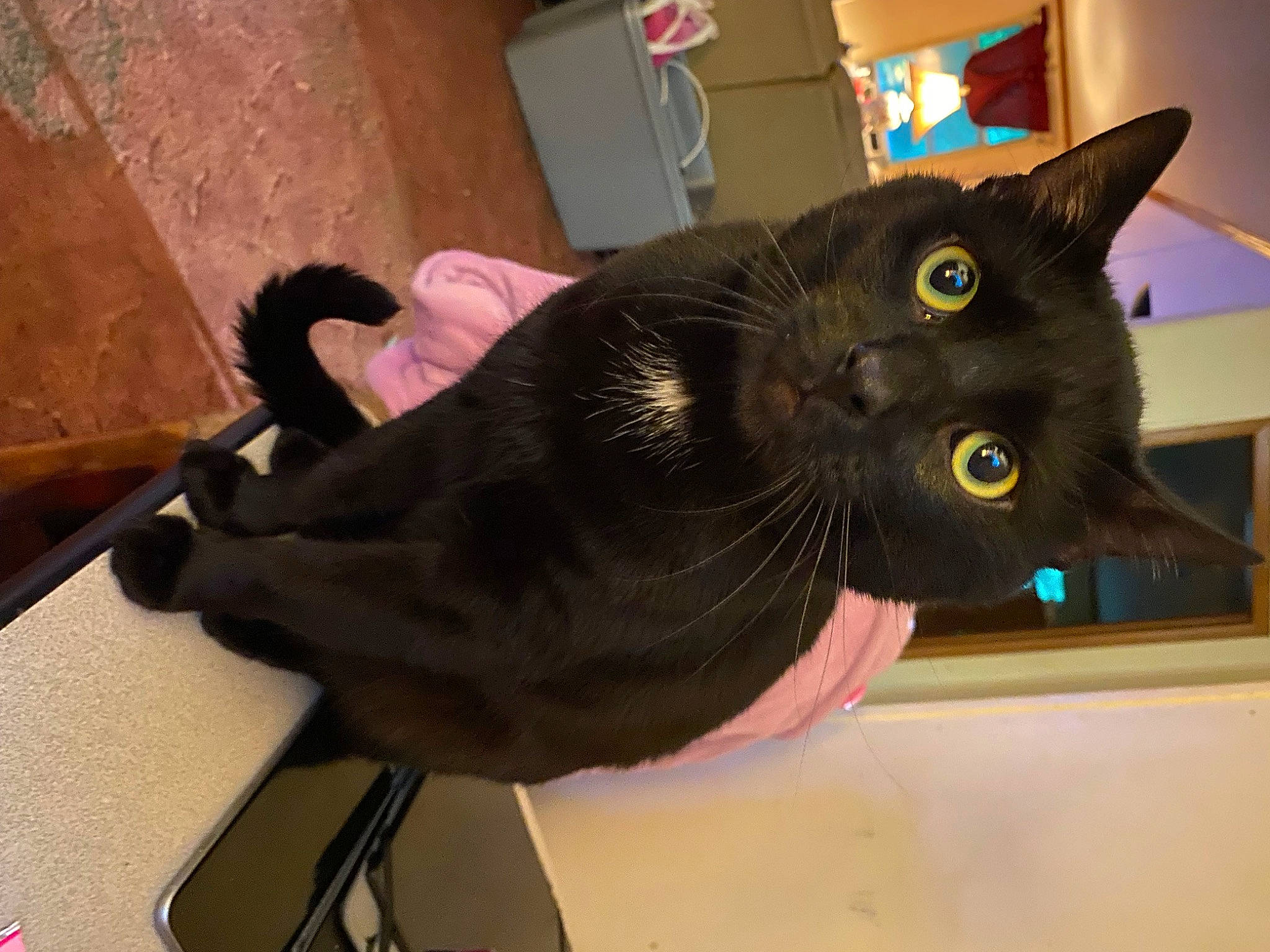 Avery is registered to the contest to win money with this photo: black_cat, bombay, carnivore, cat, domestic_short_haired_cat, ear, felidae, fur, small_to_medium_sized_cats, snout, tail, terrestrial_animal, whiskers