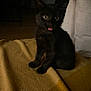 kitten, black_cat, pet, animal, cute, tongue_out, yellow_blanket, indoor, feline, young, curious, sitting, fur, small, whiskers, ears, eyes, cozy, domestic, playful
