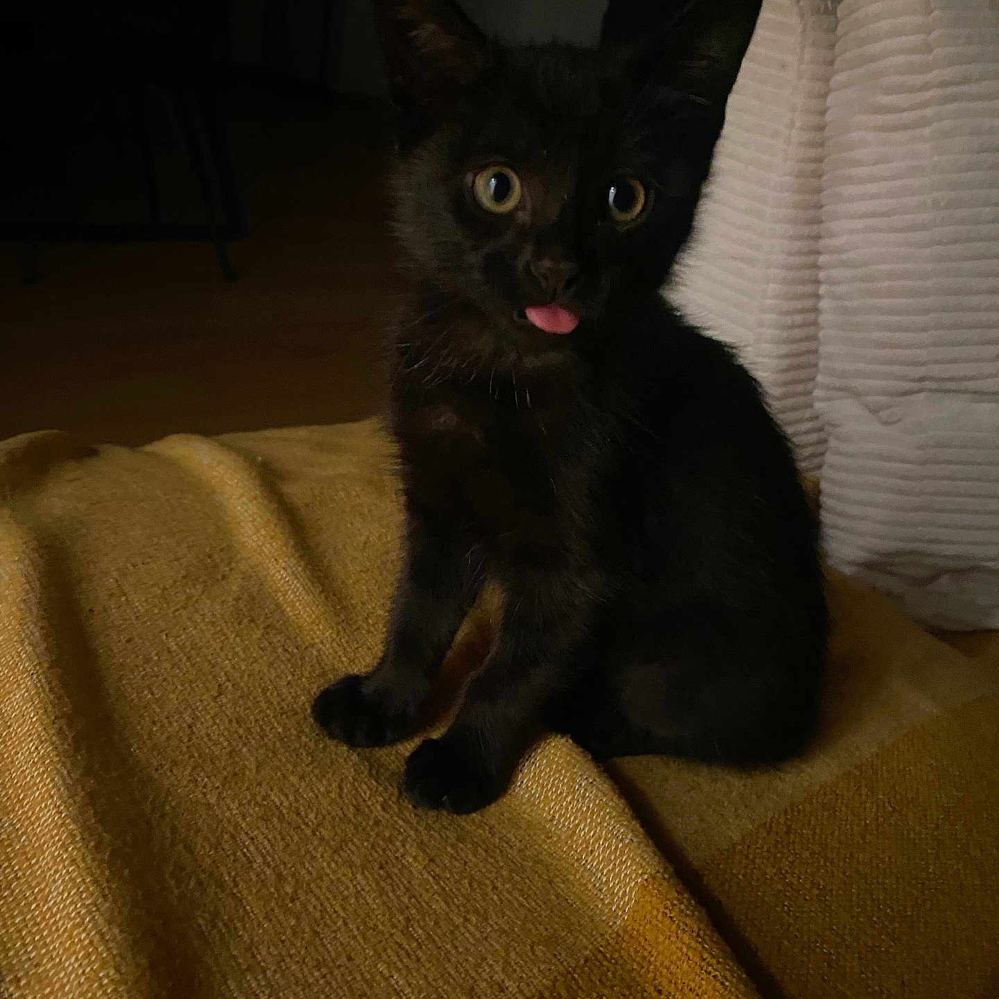 Mini a rejoint le concours — aidez-le/la à gagner de superbes lots ! animal, black_cat, cozy, curious, cute, domestic, ears, eyes, feline, fur, indoor, kitten, pet, playful, sitting, small, tongue_out, whiskers, yellow_blanket, young