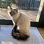 Alia a rejoint le concours — aidez-le/la à gagner de superbes lots ! cat, blue_eyes, fluffy, tail, mat, indoor, glass_door, sunlight, shadow, chair, outdoor, fence, greenery, reflection, wood_floor, pet, domestic_animal, sitting, portrait, cozy